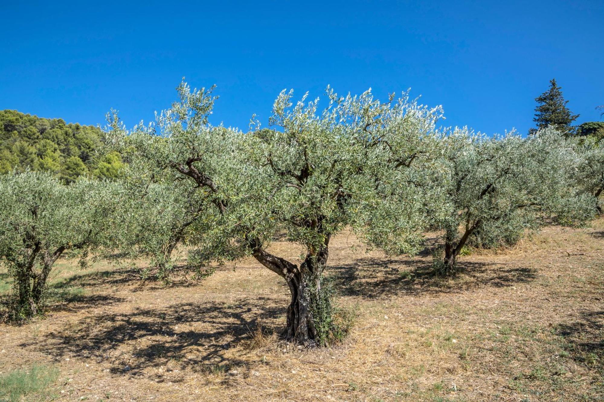 Maison Tendance Avec Jardin, Centre Village, Alpilles, Familles Eyragues Esterno foto
